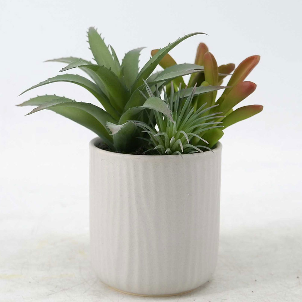 MC20-8872P Mixed Succulent