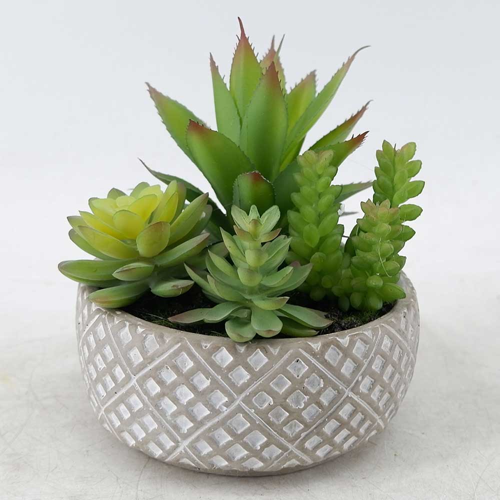 MC20-9119S Mixed succulent