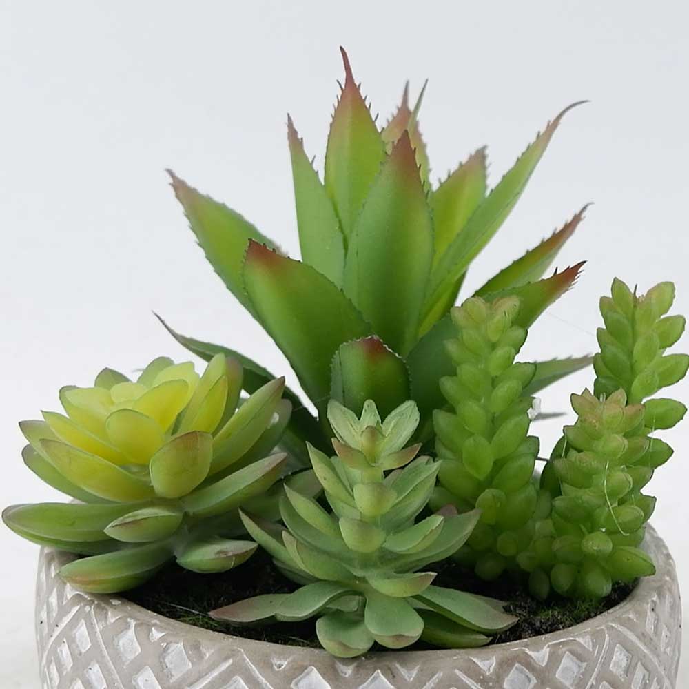 MC20-9119S Mixed succulent