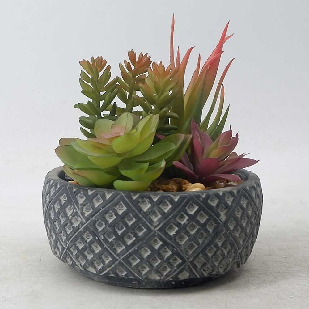 MC21-10260S Mixed succulent