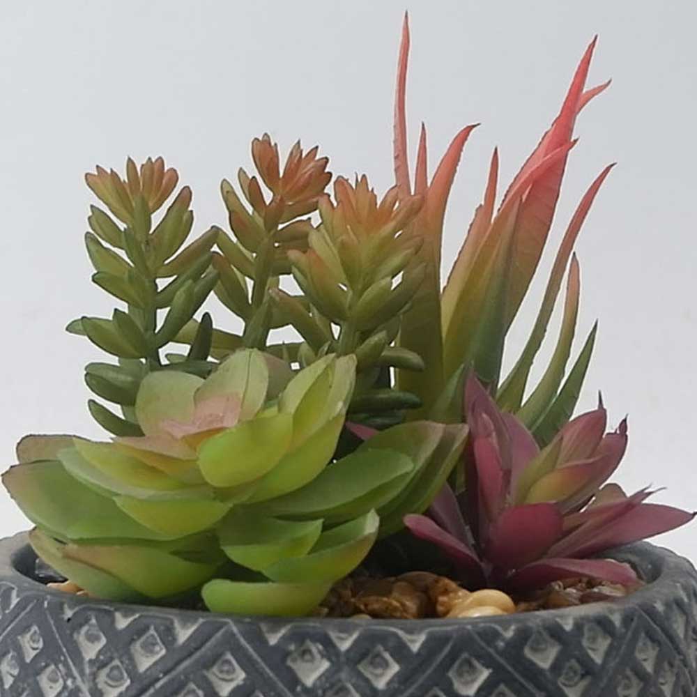 MC21-10260S Mixed succulent