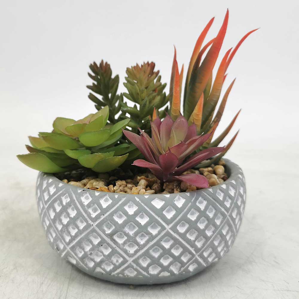 MC22-11694S Mixed succulent