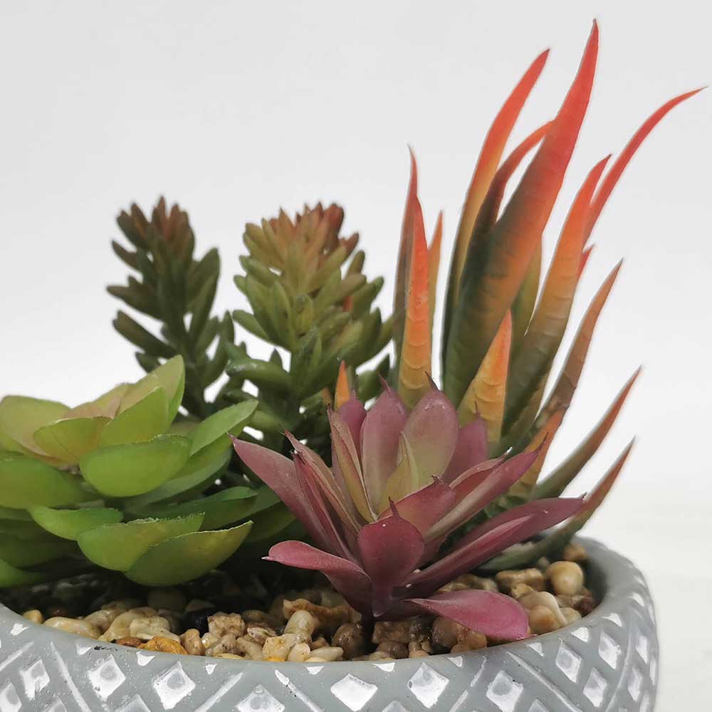 MC22-11694S Mixed succulent