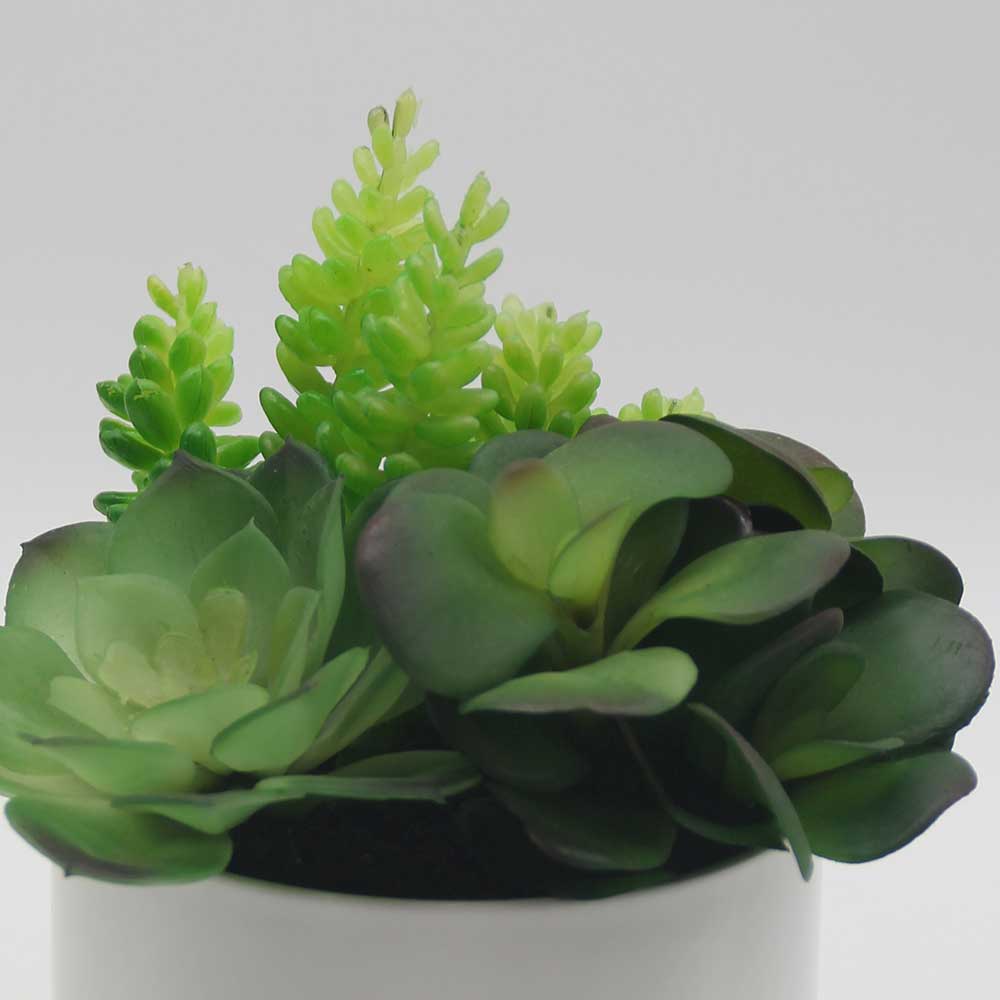 MC0049 Mixed succulent