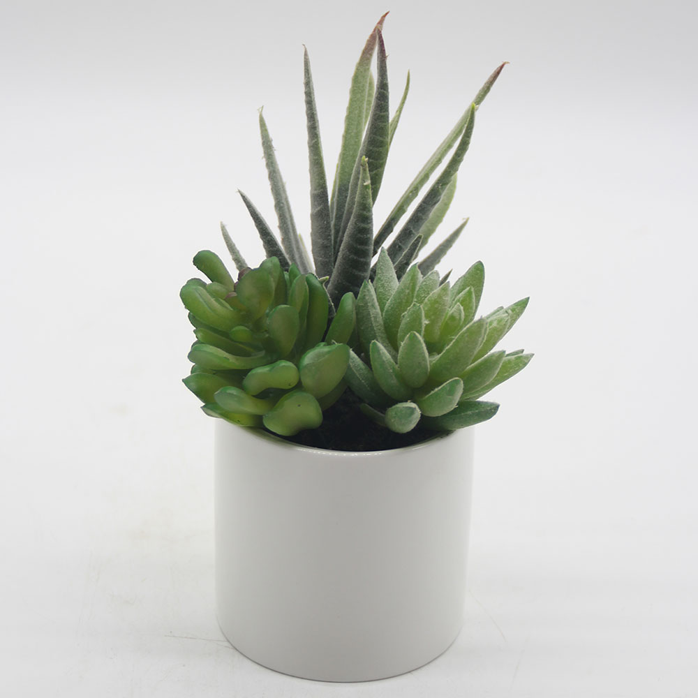 MC0052 Mixed succulent