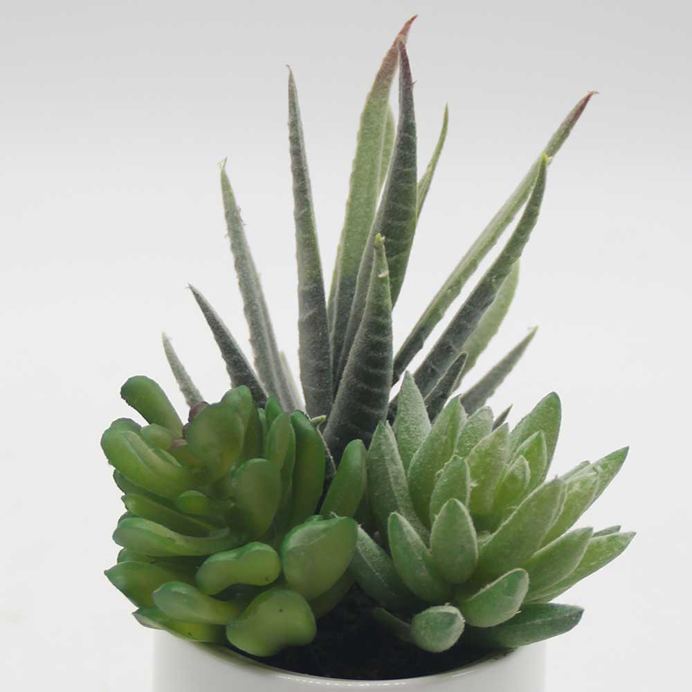 MC0052 Mixed succulent