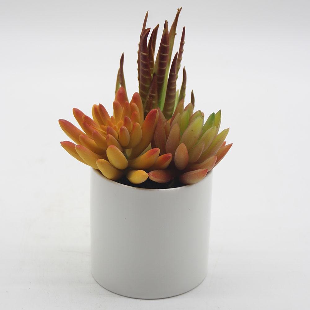 MC0054 Mixed succulent