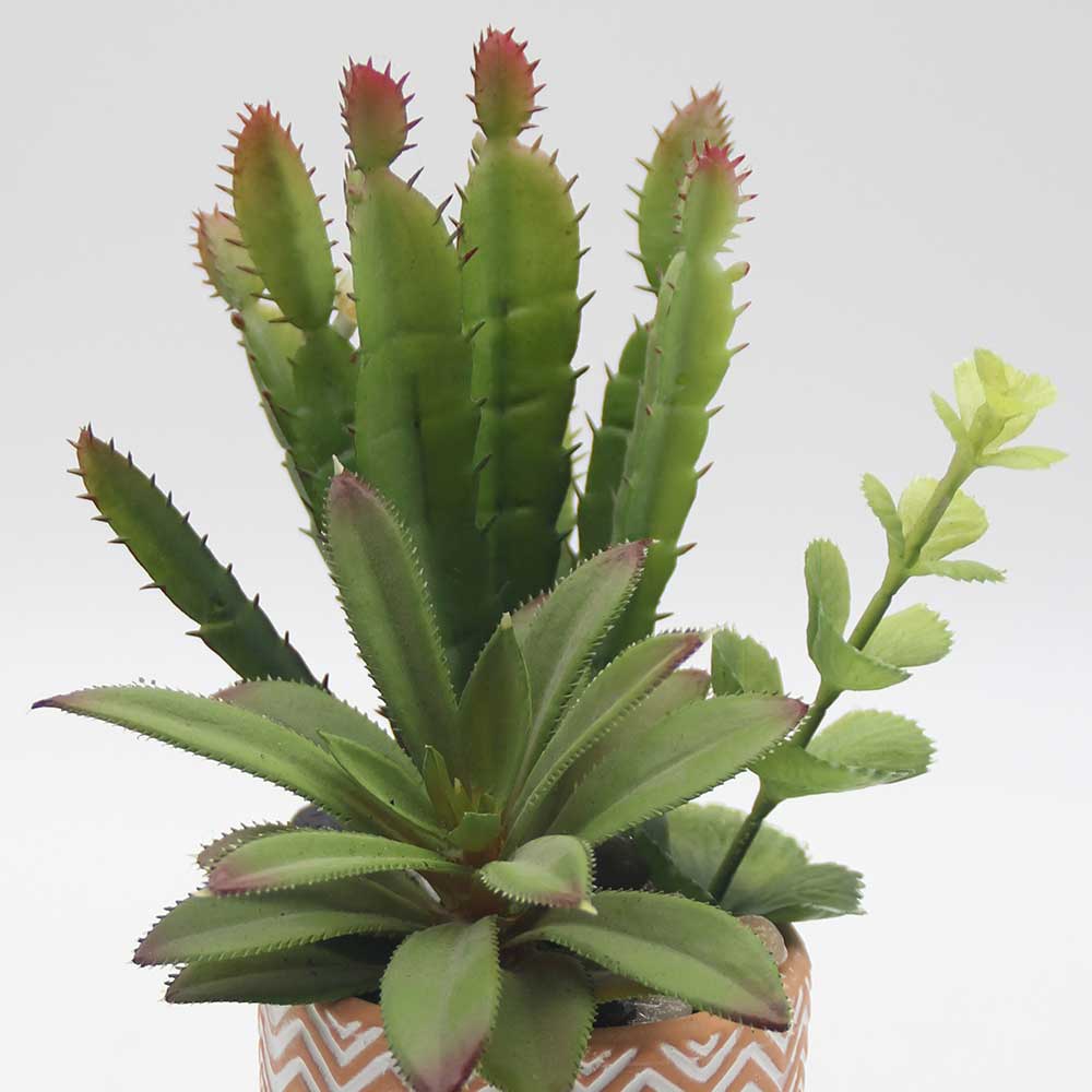 MC0059 Mixed succulent