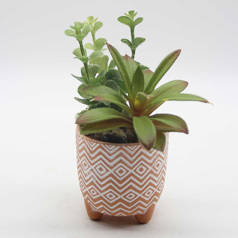 MC0060 Mixed succulent