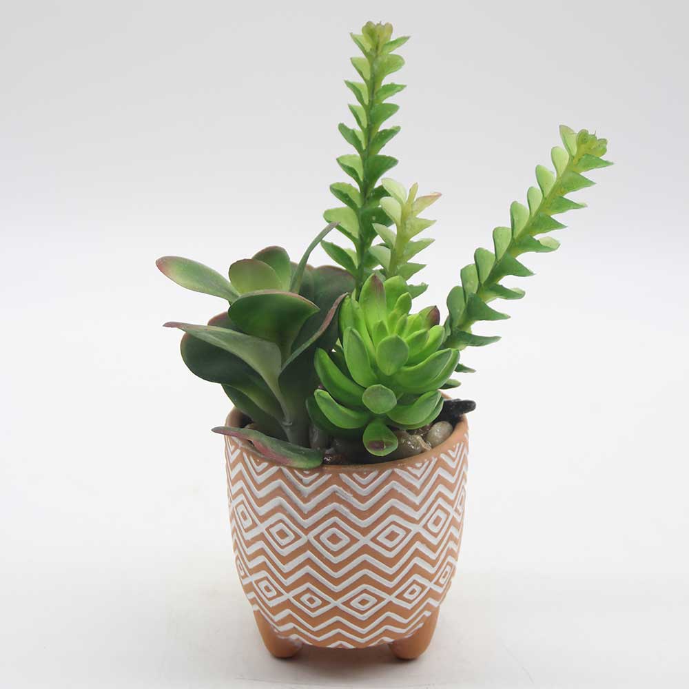 MC0061 Mixed succulent