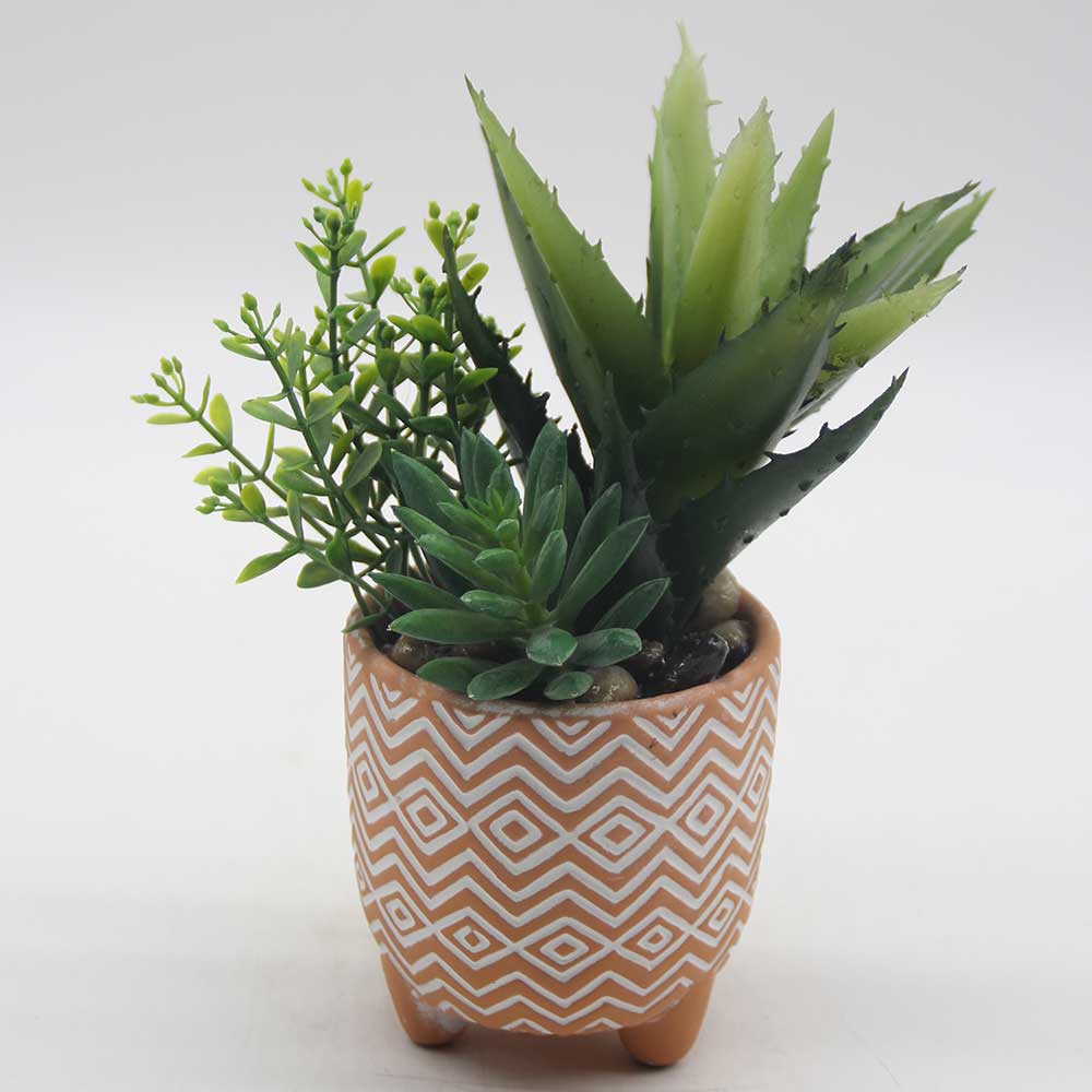 MC0062 Mixed succulent