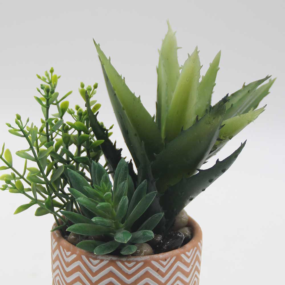 MC0062 Mixed succulent