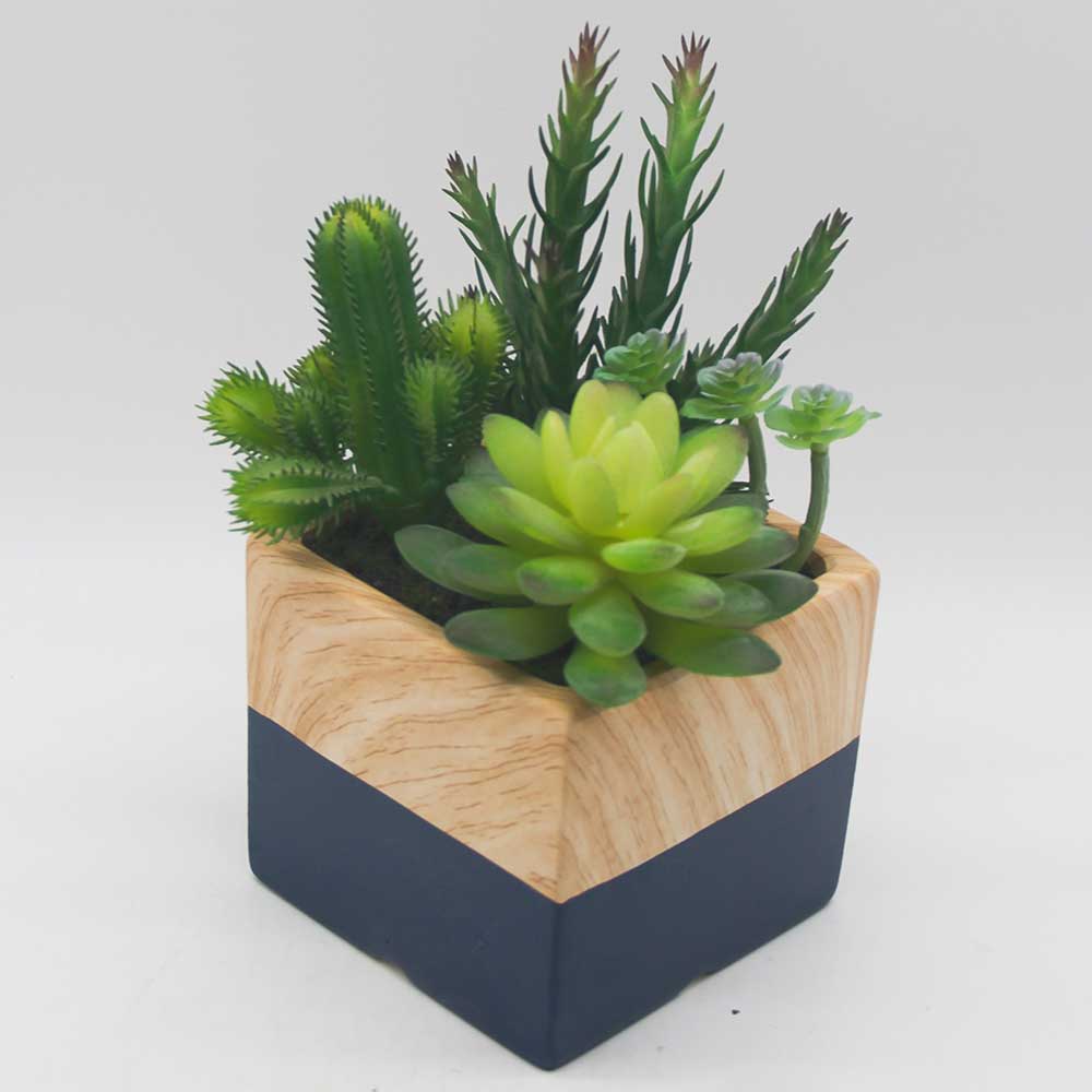 MC0106 Mixed succulent