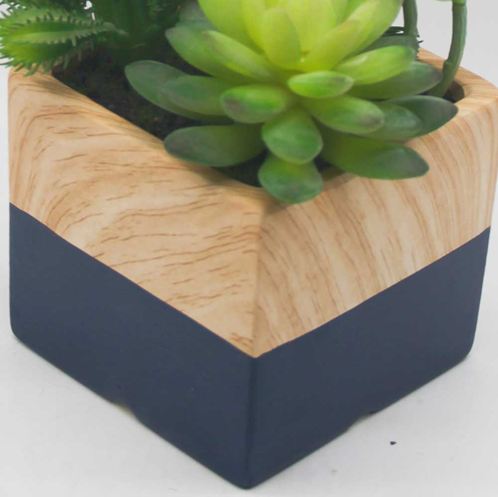 MC0106 Mixed succulent