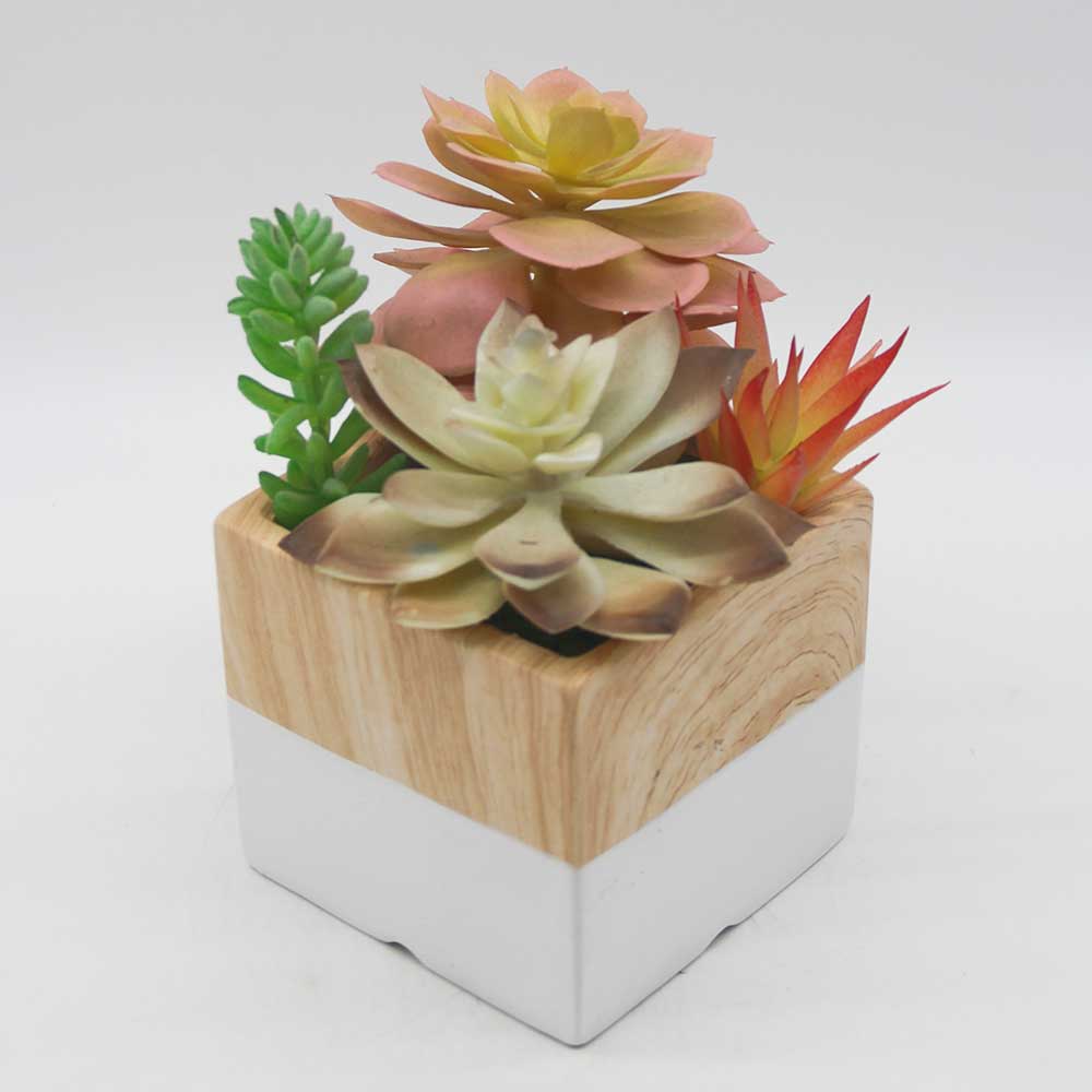 MC0107 Mixed succulent