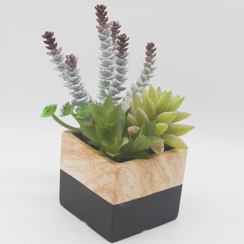 MC0108 Mixed succulent