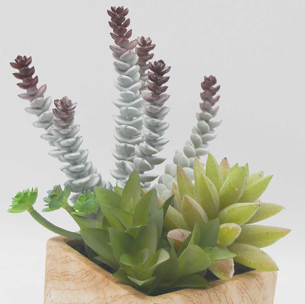 MC0108 Mixed succulent