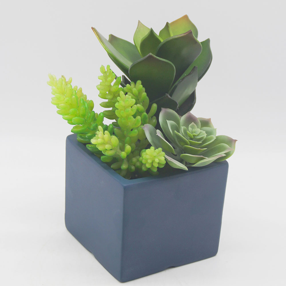 MC0109 Mixed succulent