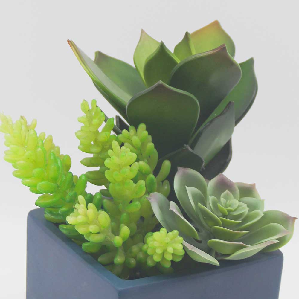 MC0109 Mixed succulent