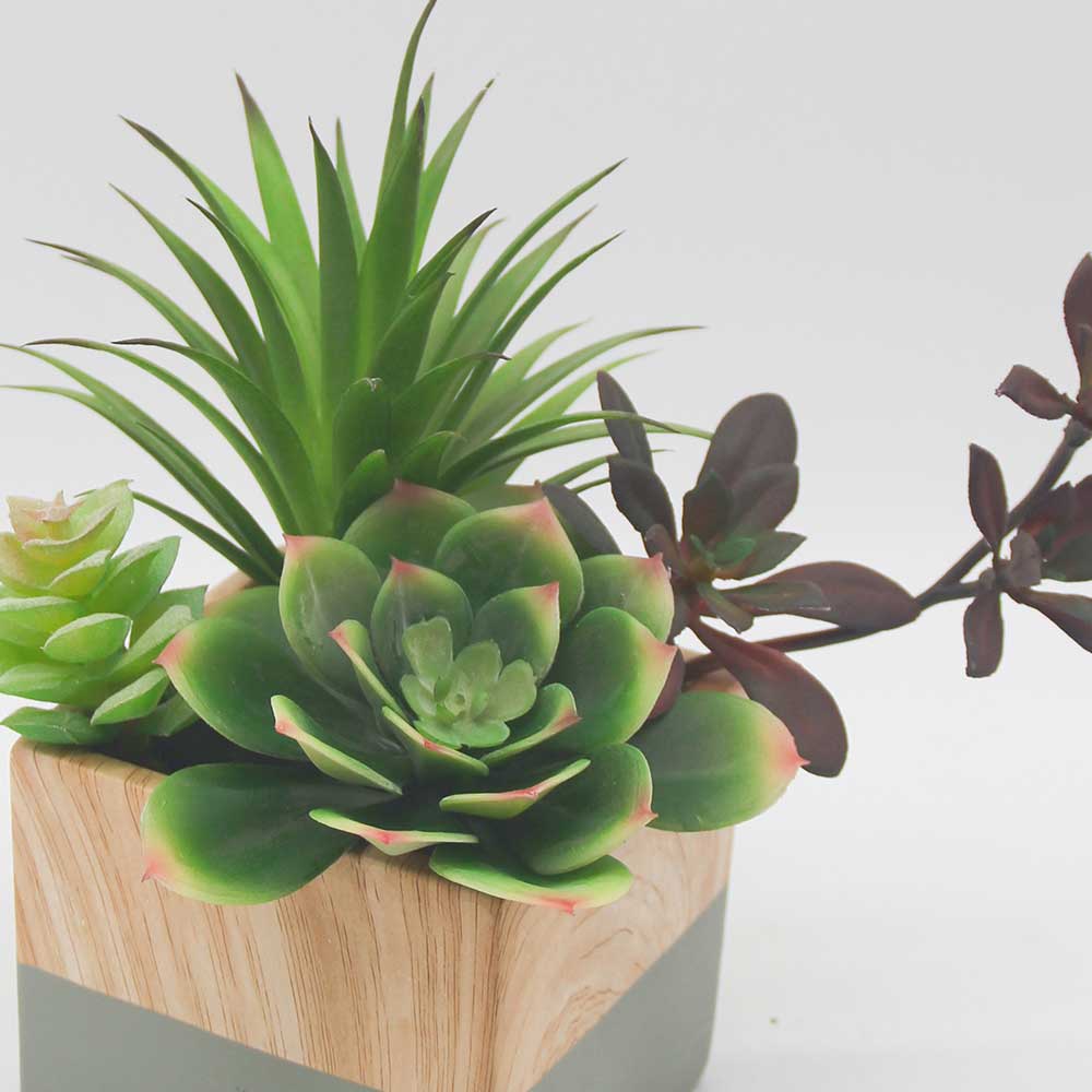 MC0110 Mixed succulent