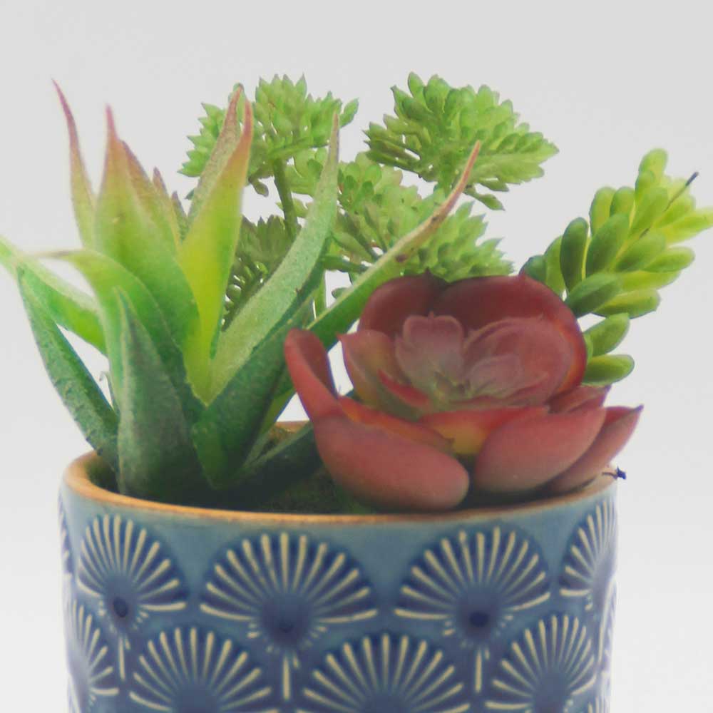 MC0116 Mixed succulent