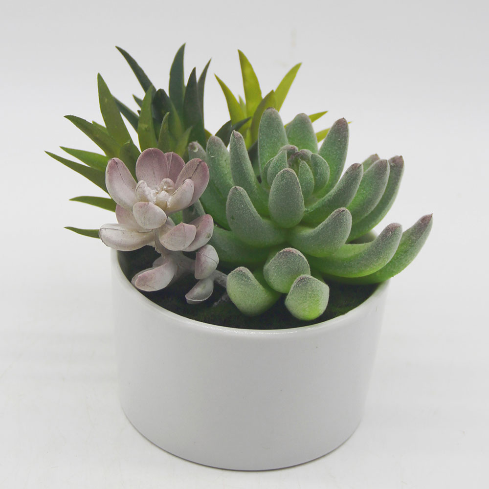 MC0117 Mixed succulent