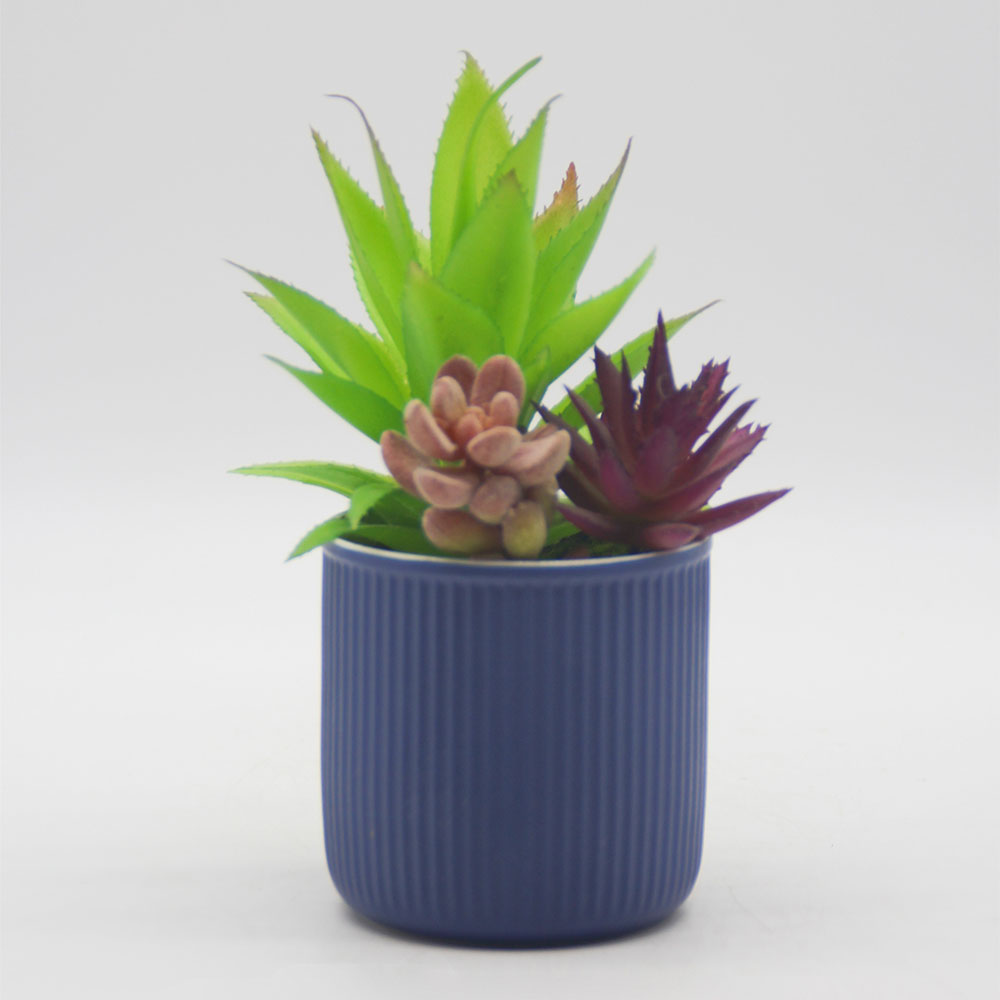 MC0118 Mixed succulent