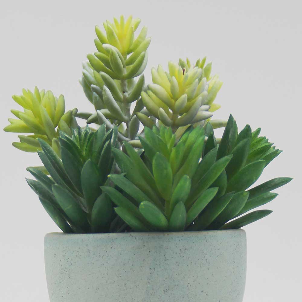 MC0119 Mixed succulent