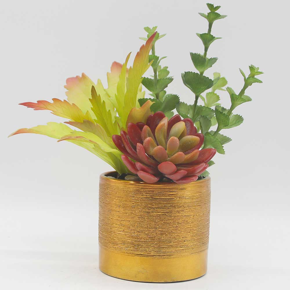 MC0122 Mixed succulent