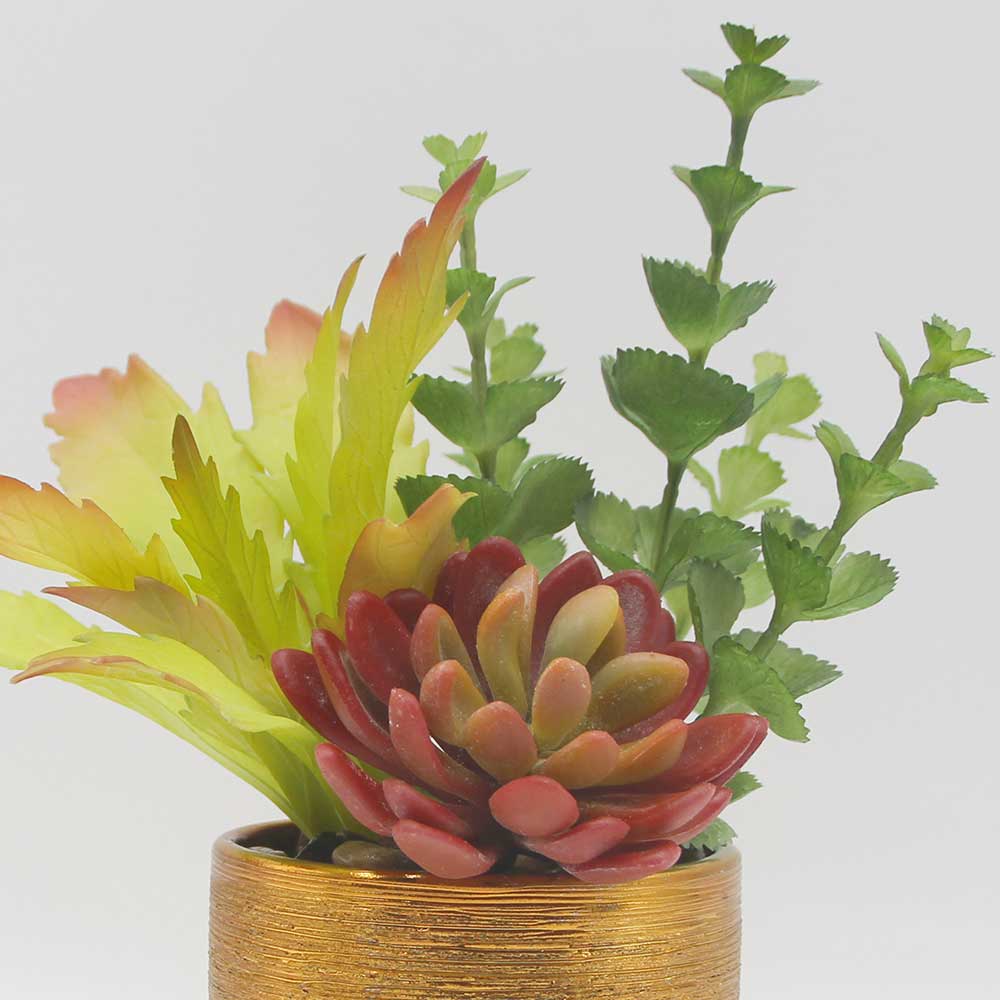 MC0122 Mixed succulent