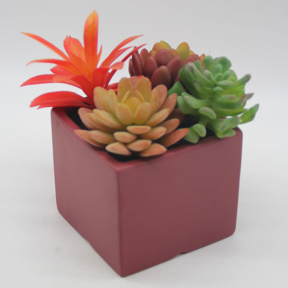 MC0123 Mixed succulent 