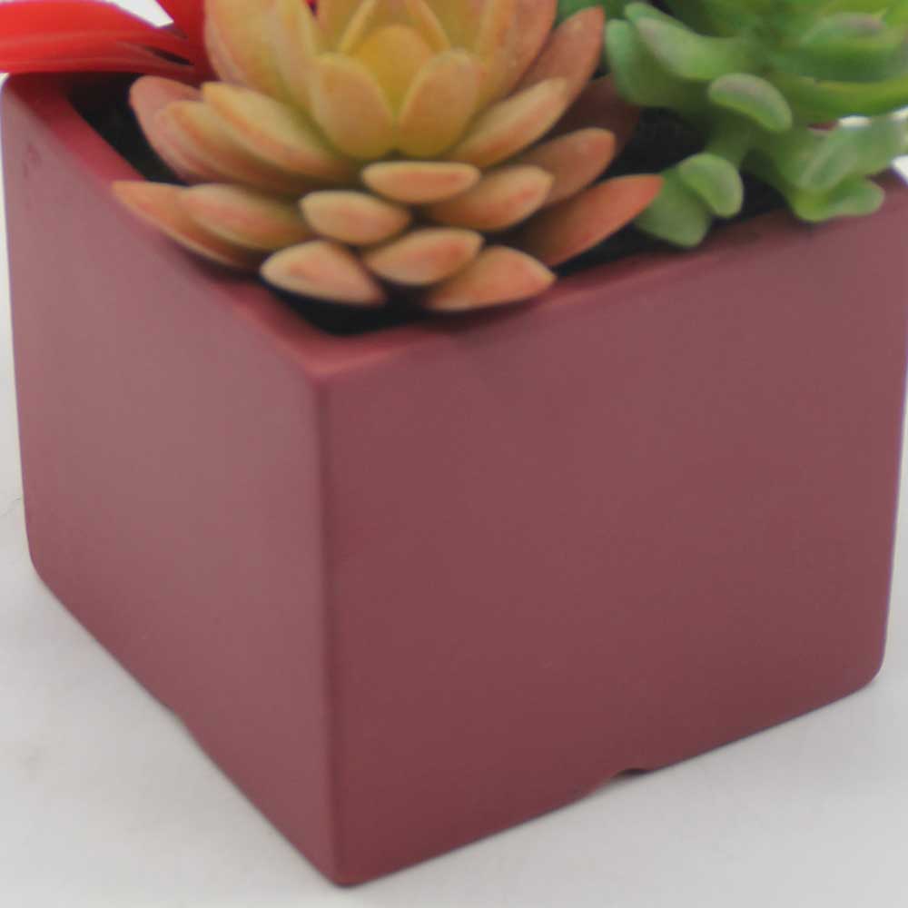 MC0123 Mixed succulent 