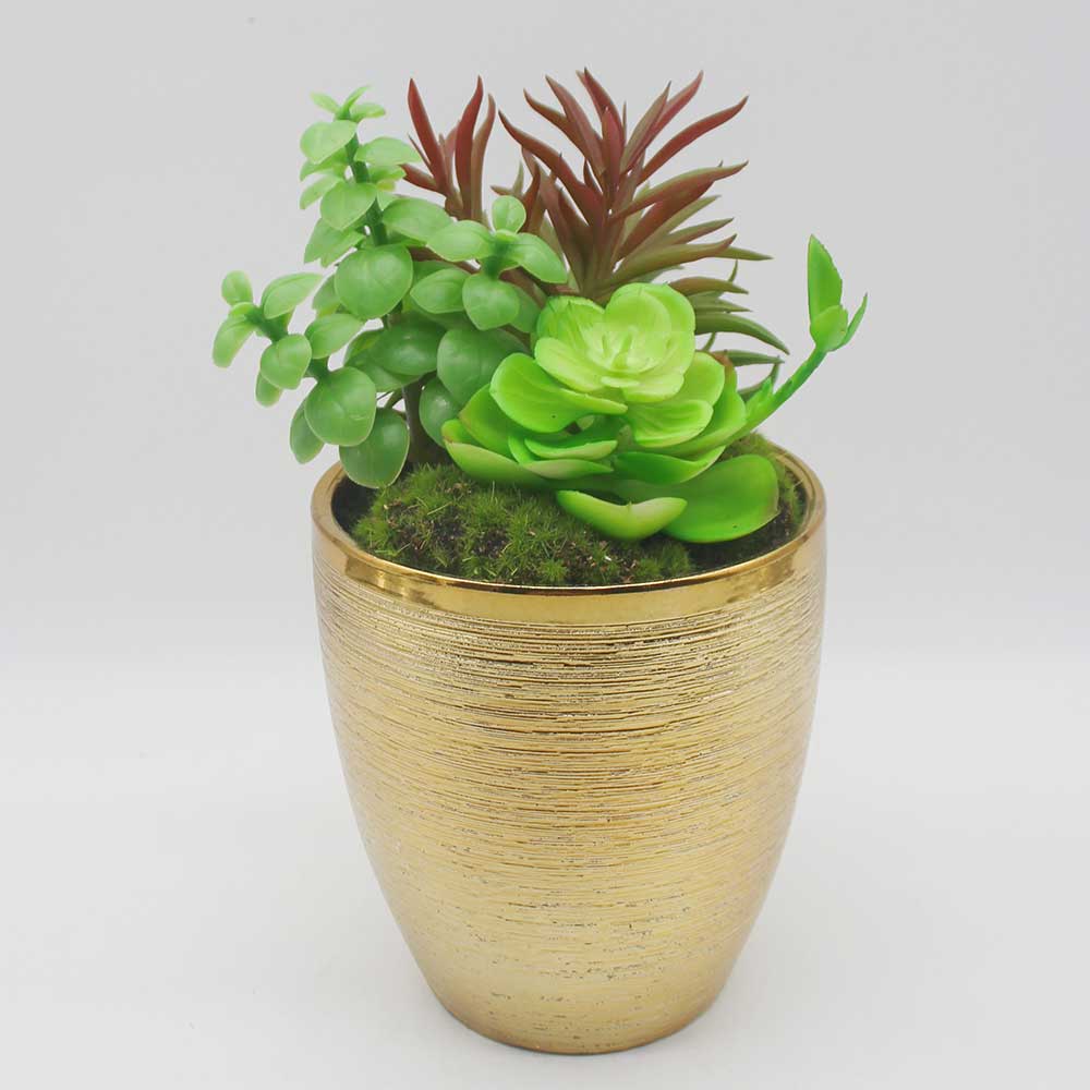 MC0124 Mixed succulent