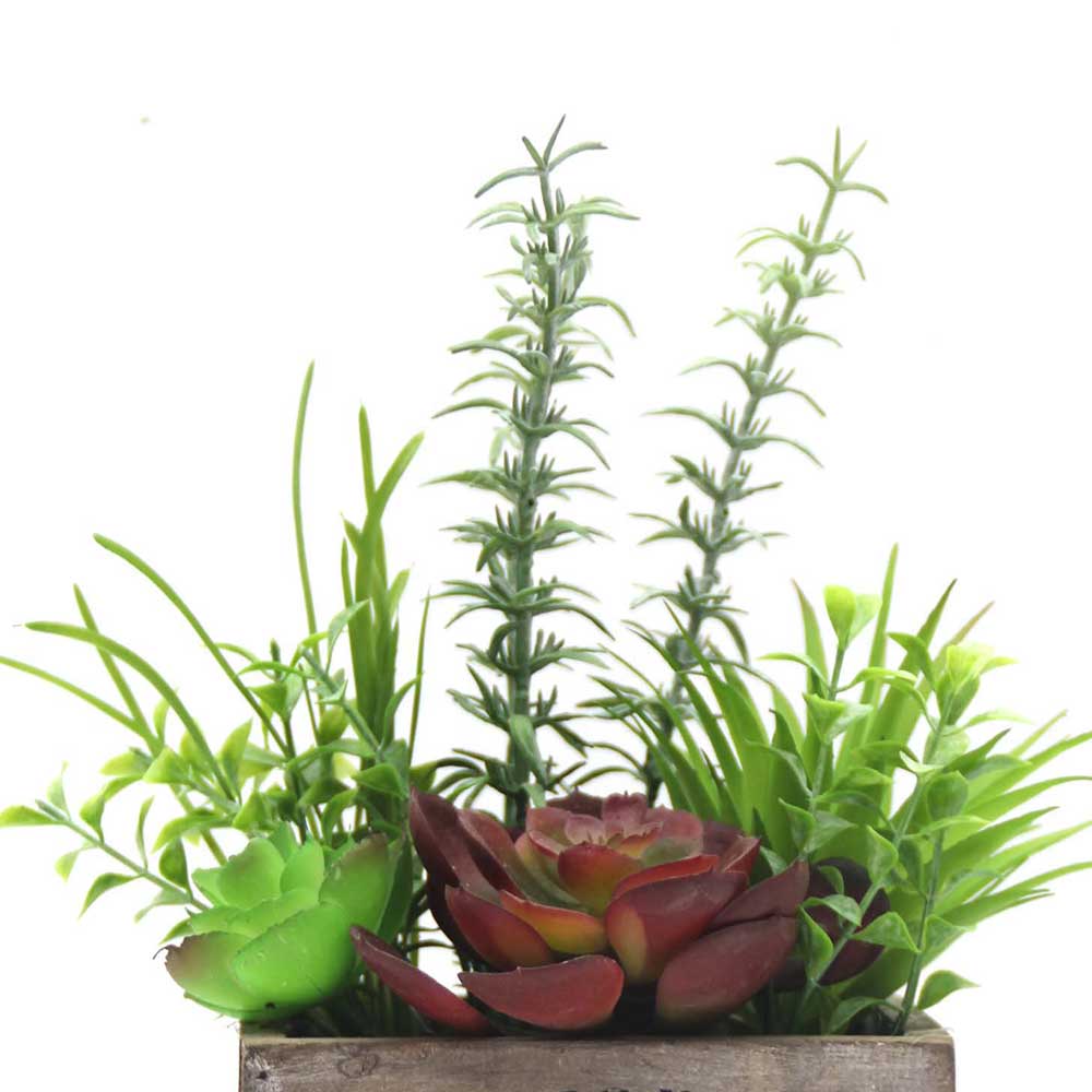 MC0127 Mixed succulent