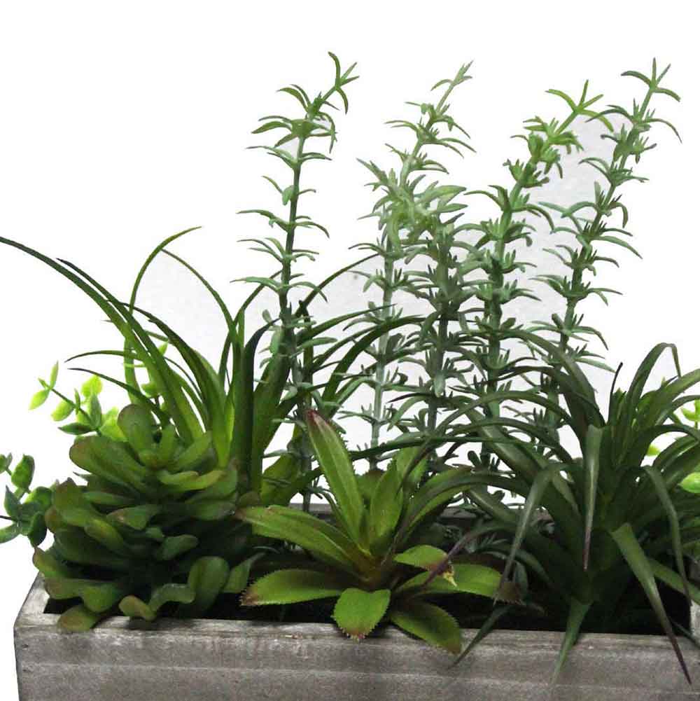 MC2506 Mixed Succlent
