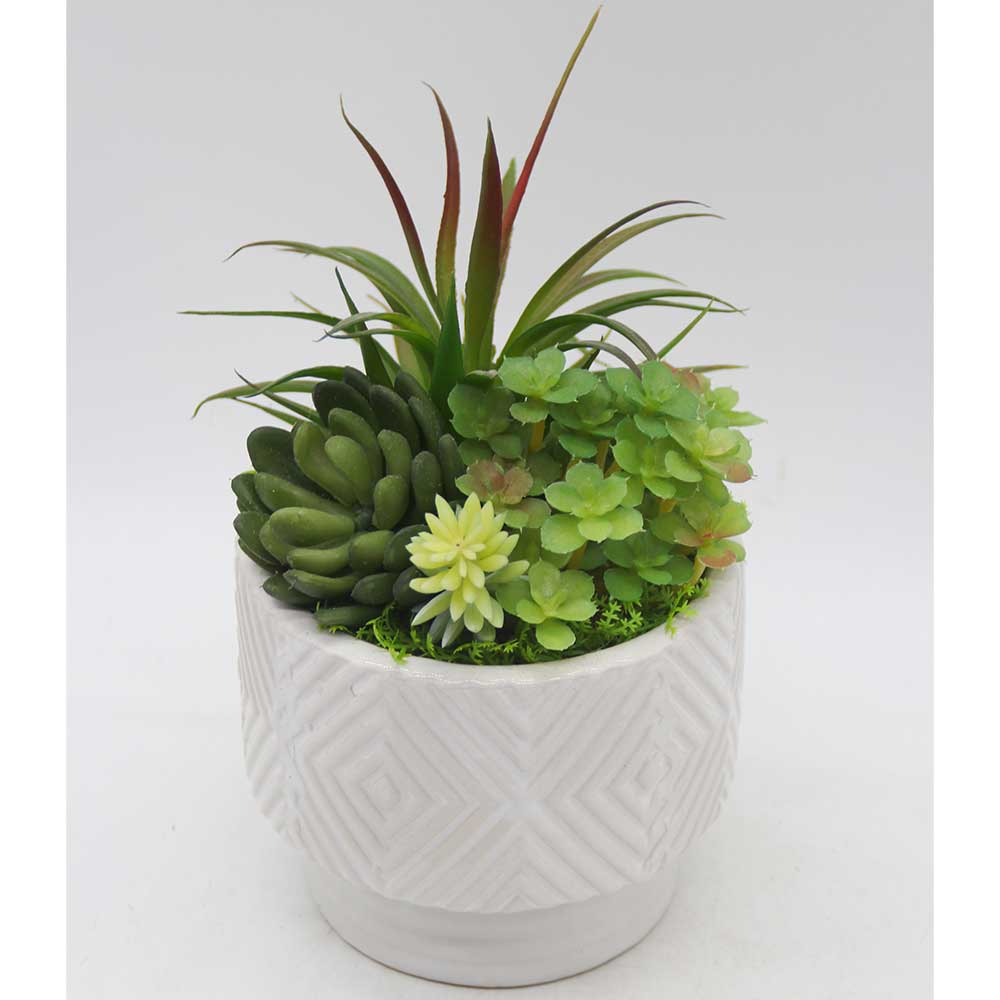 MC3451 Mixed succulent