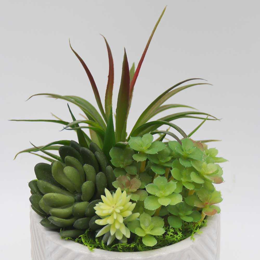 MC3451 Mixed succulent