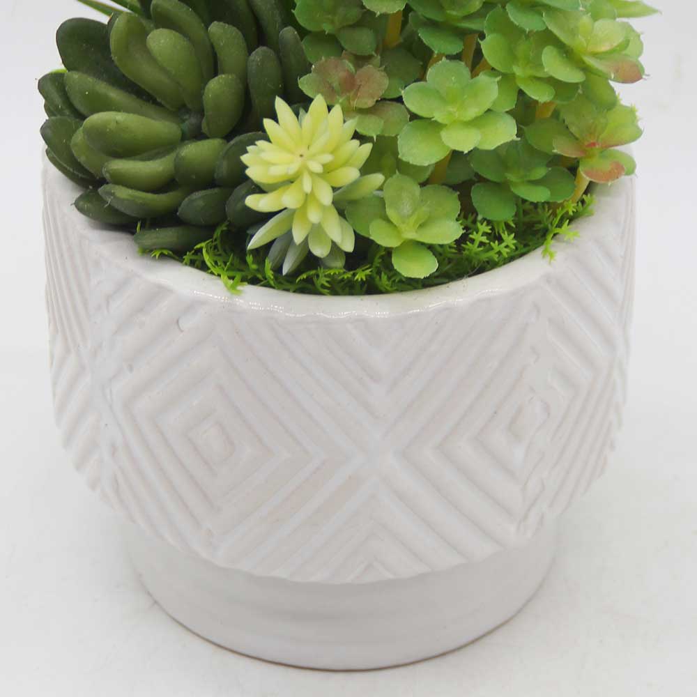 MC3451 Mixed succulent