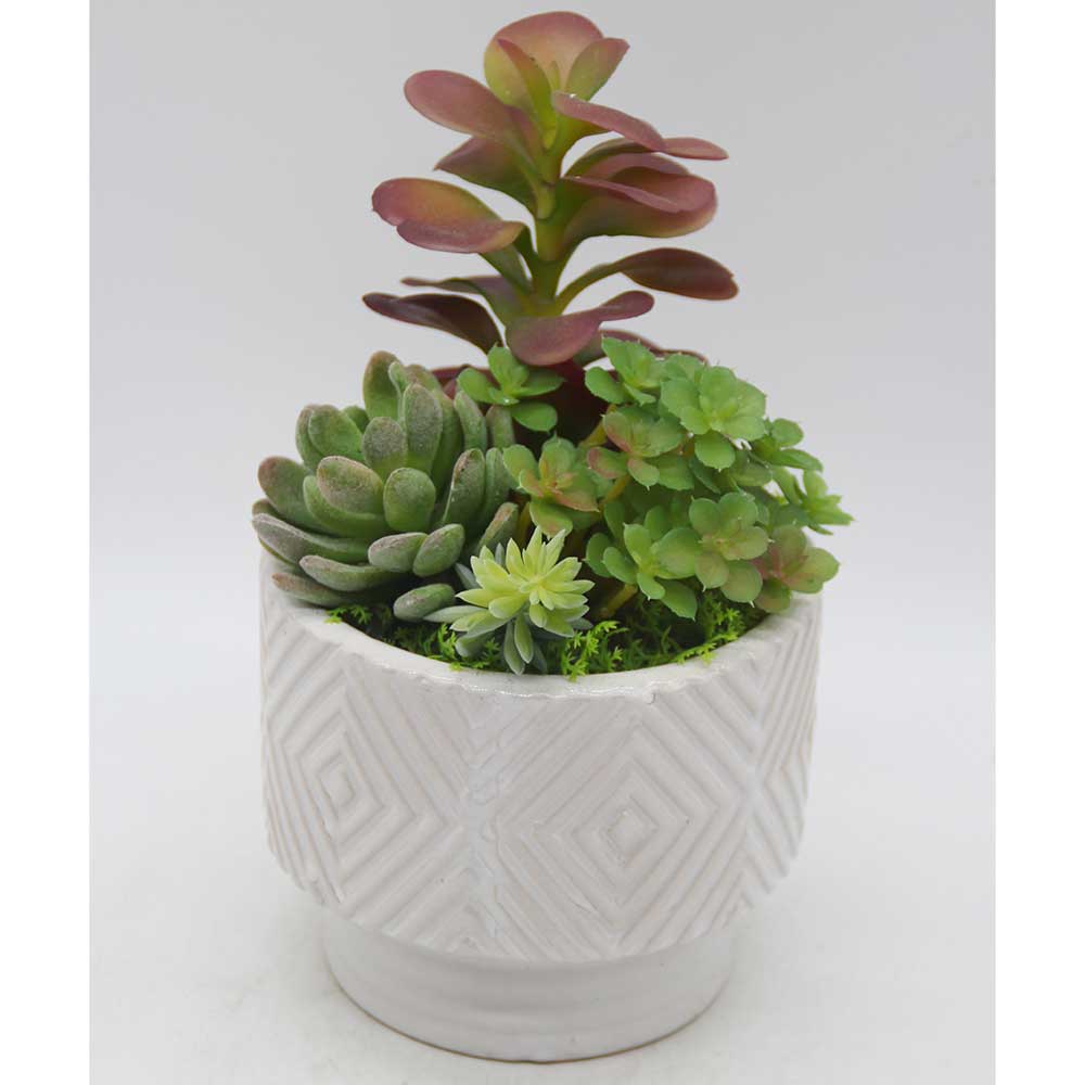 MC3452 Mixed succulent