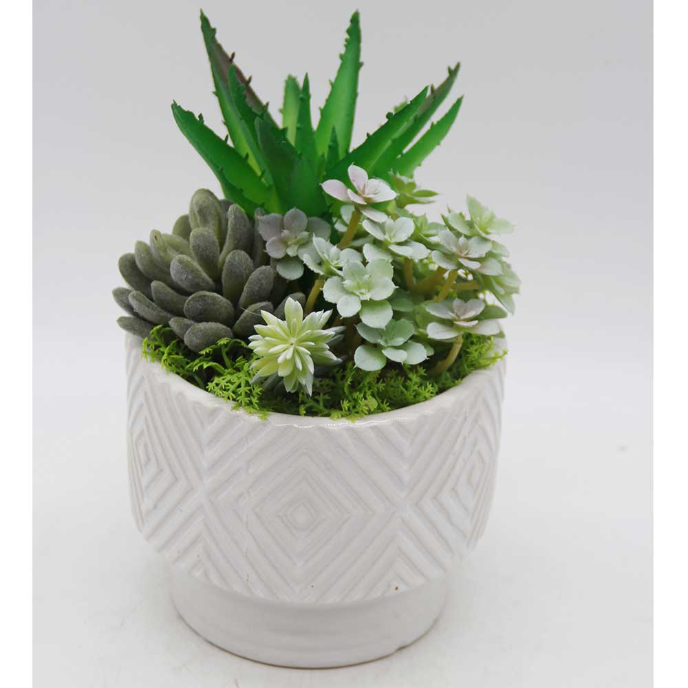 MC3453 Mixed succulent