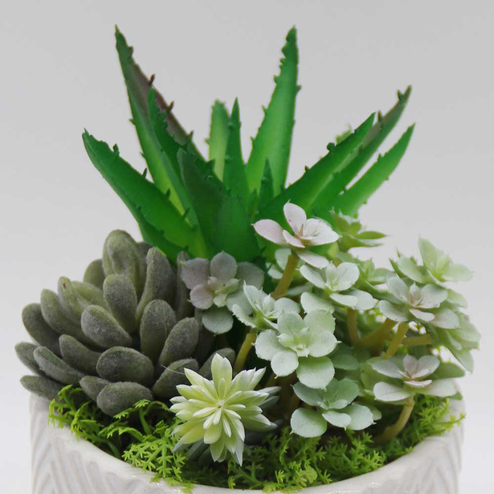 MC3453 Mixed succulent