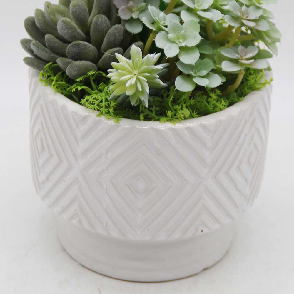 MC3453 Mixed succulent