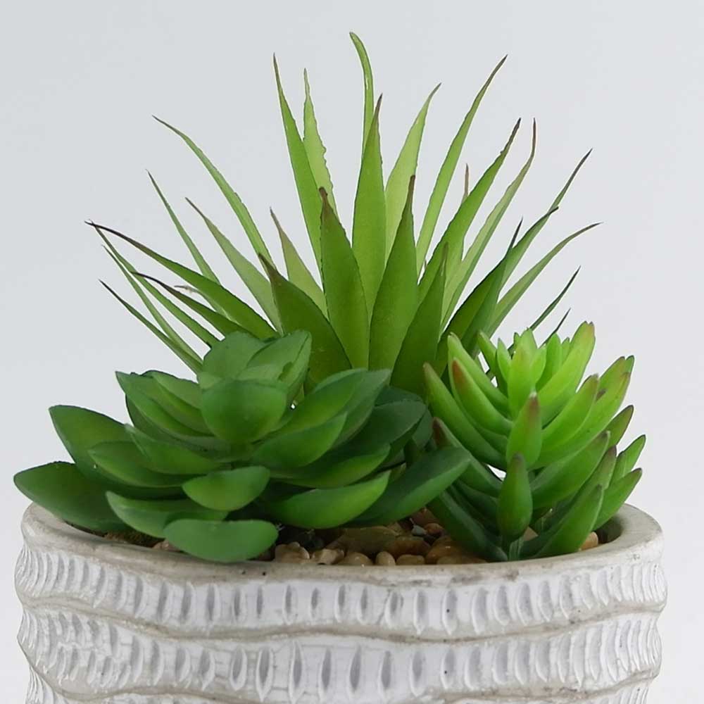 MC18-5367S Mixed succulent new