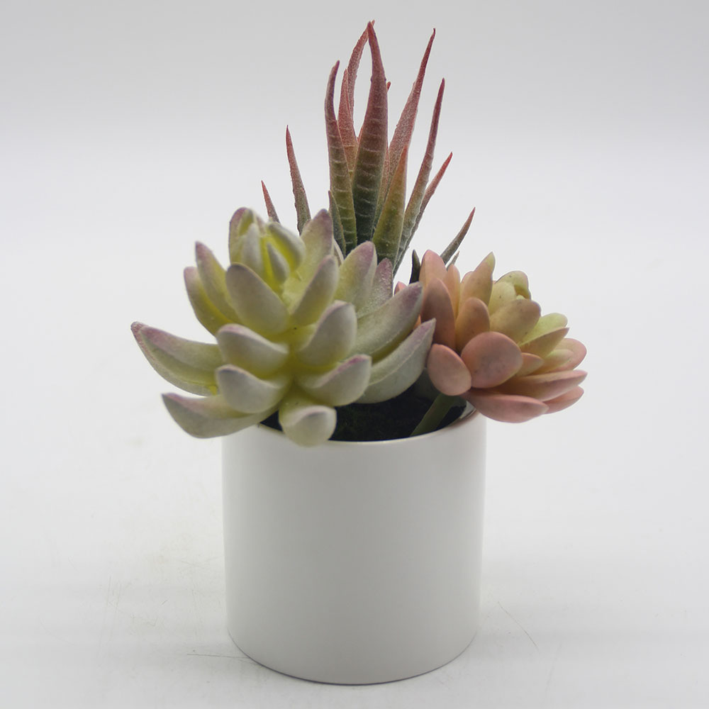 MC0053 Mixed succulent new