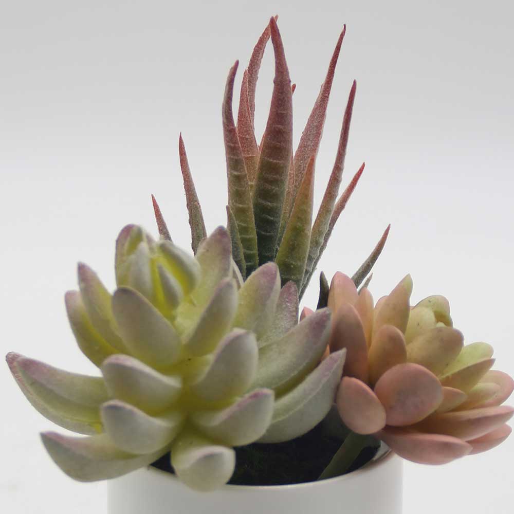 MC0053 Mixed succulent new