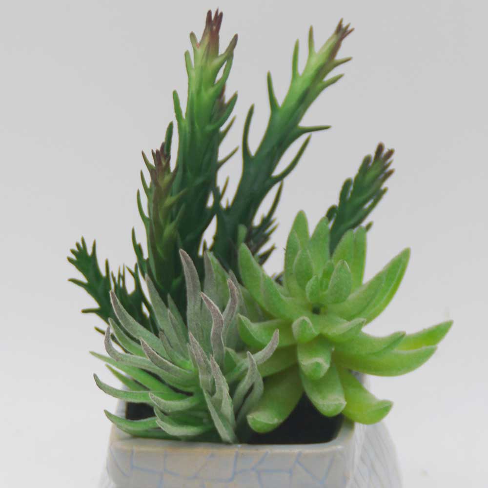 MC0371 Mixed succulent new