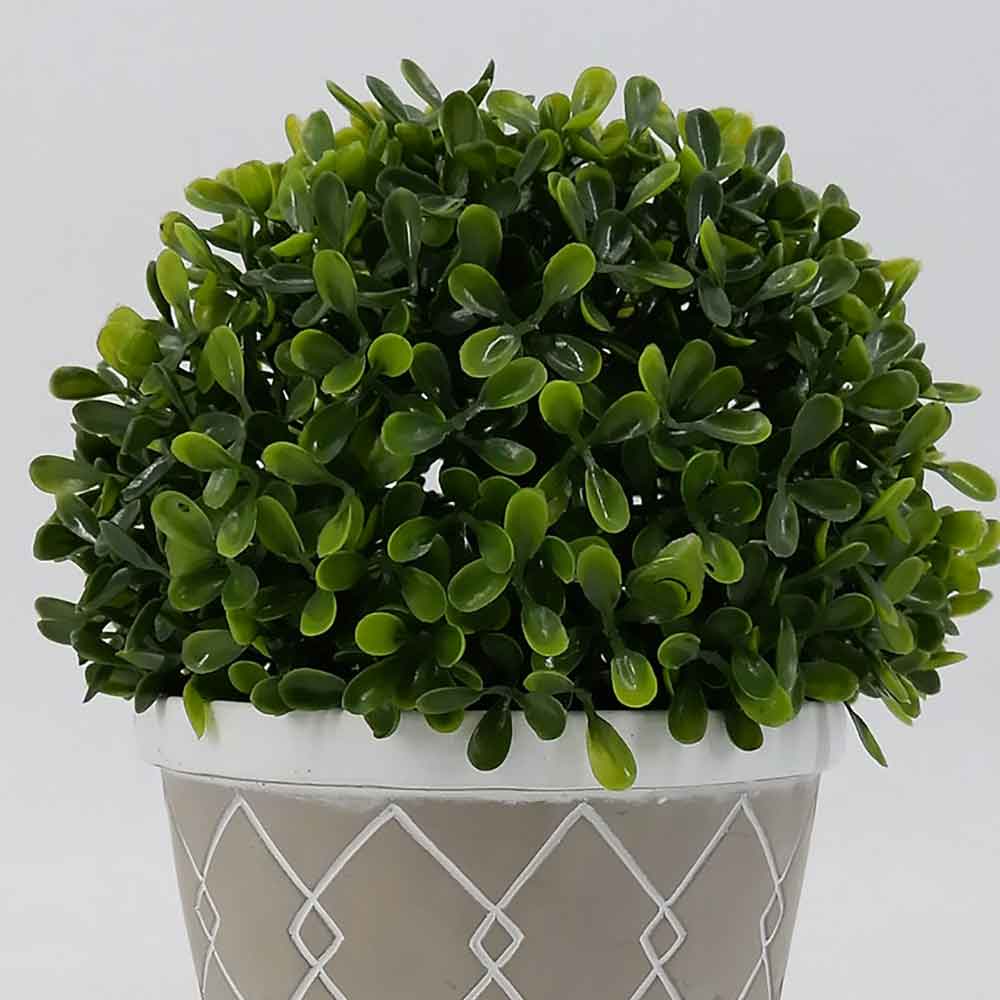 MC18-4445S Topiary Boxwood