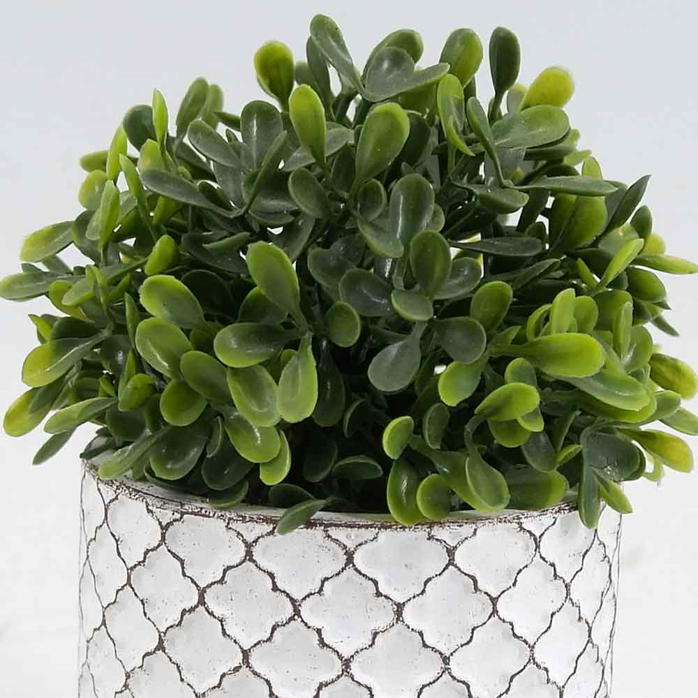 MC19-8296S Topiary Boxwood