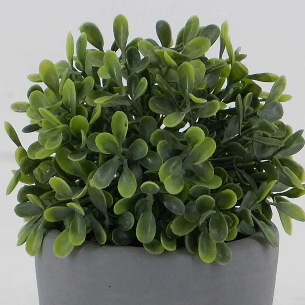 MC19-8246S Topiary Boxwood