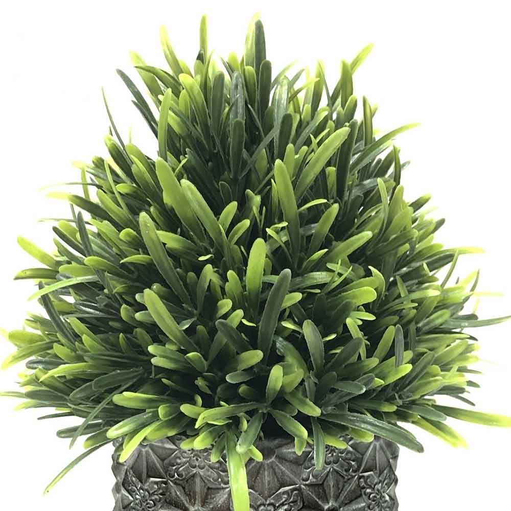 MC2295 Topiary Podocarpus